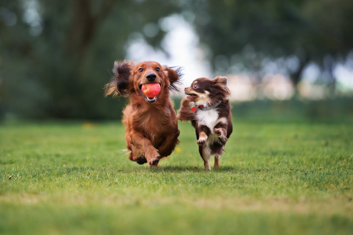 How Many Times Does A Dog Need To Pee Per Day